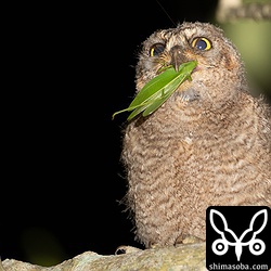 1番子の巣立ちの翌日に巣立った2番子。メス親からバッタを給餌されました。1番子は探せず。
