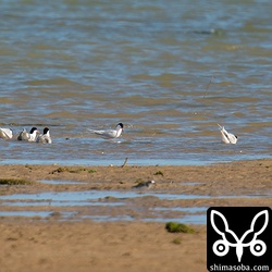 水浴びするエリグロアジサシとベニアジサシ。エリグロアジサシは右から2番目でほかは全てベニアジサシ。
