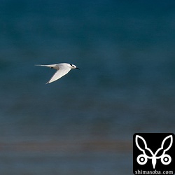 エリグロアジサシやベニアジサシ、コアジサシが飛んでいますが遠いです。