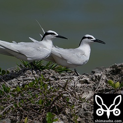 エリグロアジサシのペア。これから産卵しようかという感じでした。