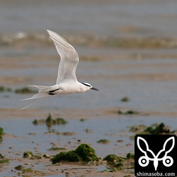 水浴びに訪れたエリグロアジサシ。