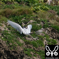 エリグロアジサシのヒナ(右)とその親鳥。