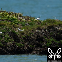 エリグロアジサシのコロニー。写真右半分に同じぐらいの日齢のヒナが2羽写っています。