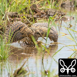 バンを威嚇するタマシギのオス。近くにヒナでもいるのかと思いましたが、そうでもなかったです。それにしても美しい羽衣。^^
