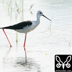 隣の田んぼにもう1羽いました。