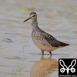 タカブシギは入れ替わりは激しそうですが、数は安定しています。