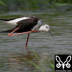 こちらは翌日現れた別個体。メスの成鳥です。