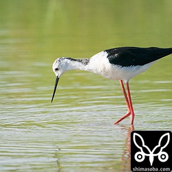 こちらも今季初のセイタカシギ。オスの成鳥です。