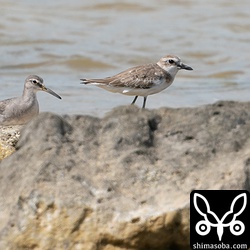 オオメダイチドリ冬羽(右)とキアシシギ冬羽。