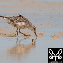 メスと思われる個体。