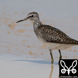 タカブシギ成鳥。ほぼ夏羽でスレっスレのボロッボロです。