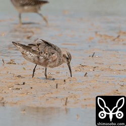 換羽が一番進んでいる個体。