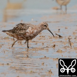 これはオスかな。