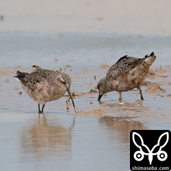 田んぼの一番奥にいた2羽。遠い…。^^;
