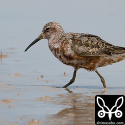 こちらも冬羽に移行中。