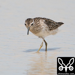 ヒバリシギ夏羽後期。
