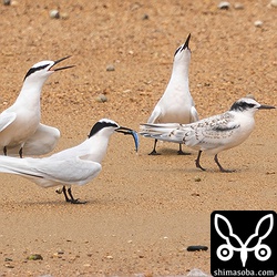 巣立ちビナに小魚を持ってきたが、満腹のようでそっぽを向いている。親鳥は餌でつって飛ぶ練習をさせたい模様。