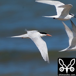 ベニアジサシはエリグロアジサシと同じ場所で繁殖していましたが、巣立ちはエリグロアジサシより少し早いようです。