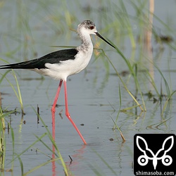 セイタカシギも少しずつ増えてきました。なぜかほとんどオス。
