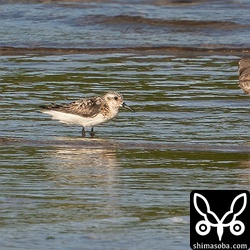 ミユビシギ夏羽後期。少し冬羽も出ていまし。