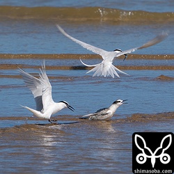 餌をくわえた親鳥を見つけて大騒ぎのエリグロアジサシの幼鳥。