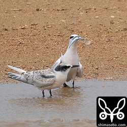 エリグロアジサシの幼鳥と親鳥。
