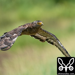 カンムリワシの飛翔。しっかり目にピントが来ています。