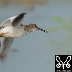 飛翔するアカアシシギ幼鳥。