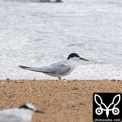 冬羽に変わりつつあるコアジサシ。