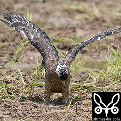 上の獲物とは別。カニを捕まえたようです。