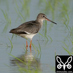 アカアシシギ成鳥冬羽。