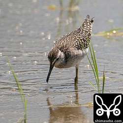 こちらは今季初のタカブシギの幼鳥。