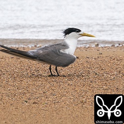 オオアジサシは大きくて迫力があります。繁殖を終え、換羽が始まりボロボロです。