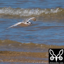 エリグロアジサシの幼鳥。餌はまだ取れないようで親鳥から給餌を受けていました。