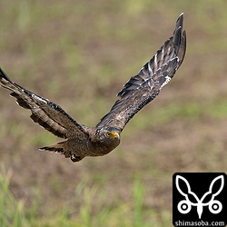 とにかくファインダーに入れさえすれば、α9II の高性能なオートフォーカスが被写体を追い続けてくれます。