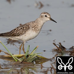 冬羽へ向かいつつあるヒバリシギ成鳥。