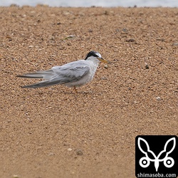 コアジサシはほぼ子育てを終えて、幼鳥たちも自立しています。