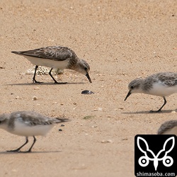 トウネンは同じ群れの中でも換羽の進行状況がさまざま。