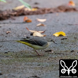 今期初確認のキセキレイ。8月10日に発見されており、 `昨年と全く同じ日付の初認 <https://shimasoba.com/blog/1440/>`_ となりました。