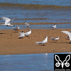 エリグロアジサシの家族が思い思いに過ごしていた。奥にいる幼鳥はベニアジサシ。