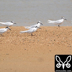 この日、沿岸にやってくるのはエリグロアジサシばかりでした。