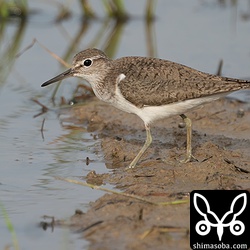 田んぼに現れたイソシギ成鳥。
