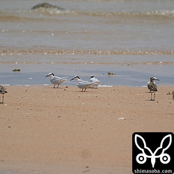 今季初確認のムナグロ。十数羽の群れでした。