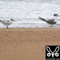 オオアジサシ。親鳥(右)と並ぶと大きさの違いが顕著です。