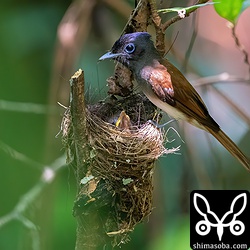 給餌した後、ヒナが排泄するのを待つ親鳥。この後、フンをつまんで飛んでいった。