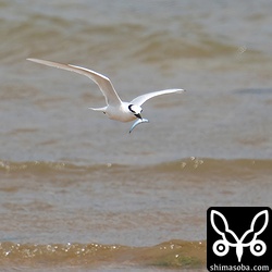 巣立ったヒナに餌を運ぶエリグロアジサシ。