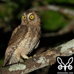 上の個体の兄弟。こちらも見た目は成鳥と変わりません。