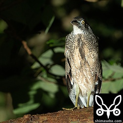 ズグロミゾゴイ幼鳥。次列風切あたりは換羽が始まっているのかな? ズグロミゾゴイの換羽ってどうやって進むのかよく分かりません…。^^;