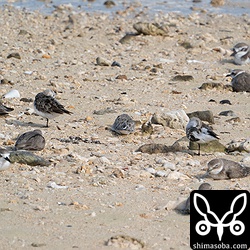 トウネン、ソリハシシギ、メダイチドリ、シロチドリの昼寝。