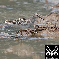 ヒバリシギの幼鳥。